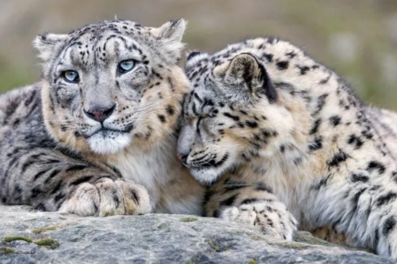 diversite genetique animale