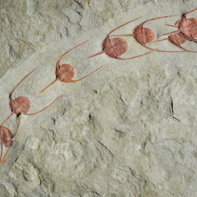 fossile trilobites
