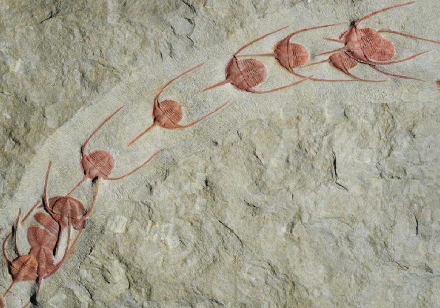 fossile trilobites