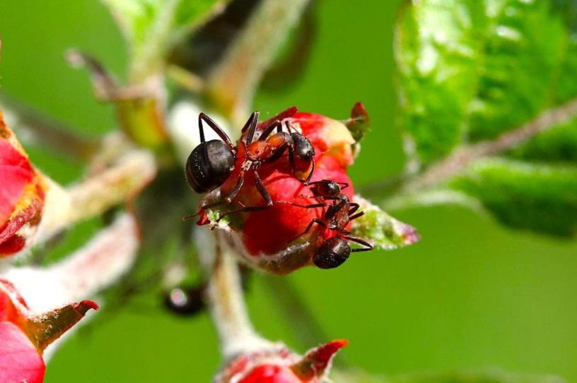 fourmis reduisent maladies plantes antibiotiques