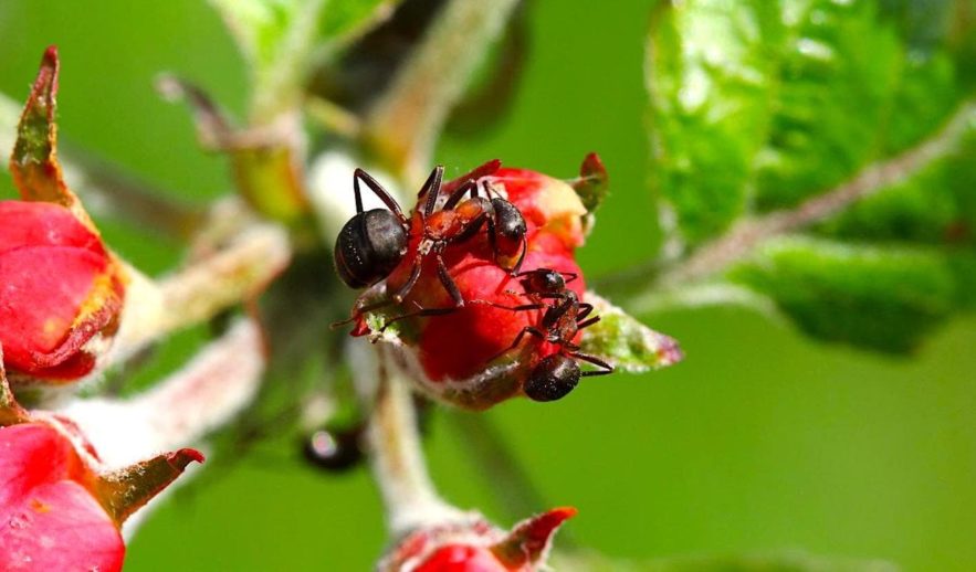 fourmis reduisent maladies plantes antibiotiques