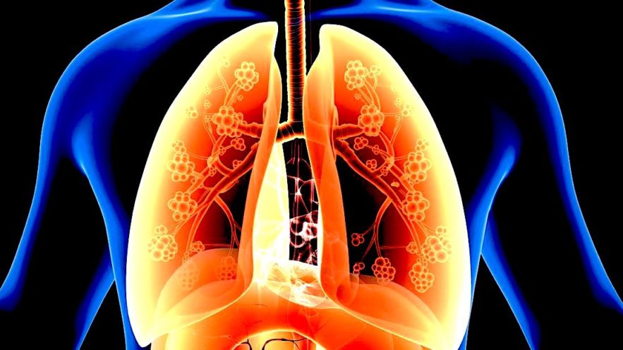 graisse poumons lien asthme decouverte