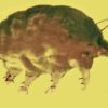 cochon moule mold pig acarien tardigrade