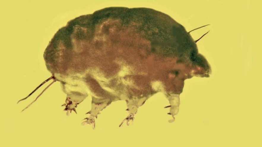 cochon moule mold pig acarien tardigrade