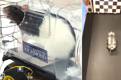 rats conduisent voitures electriques experience