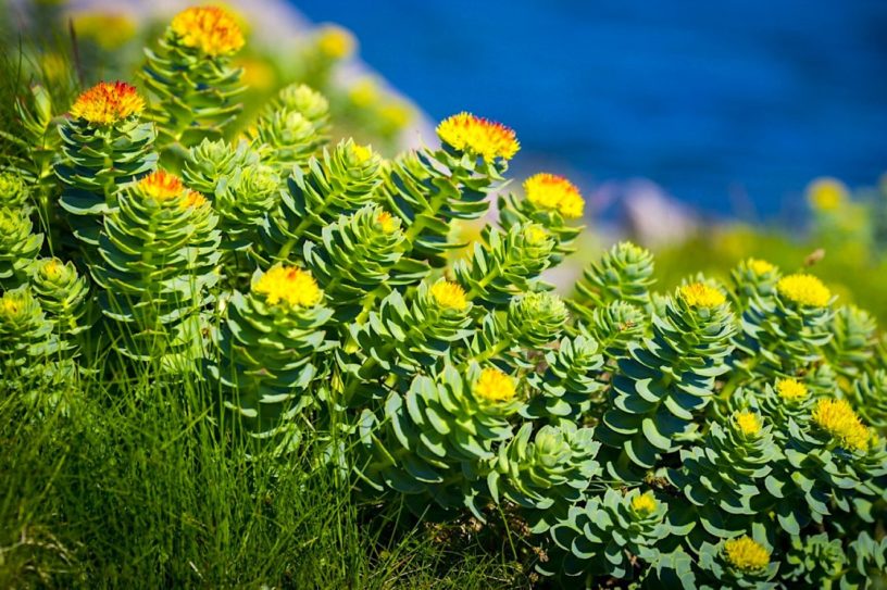 rhodiole bienfaits complements science