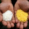 ogm riz ordinaire modifie genetiquement dore