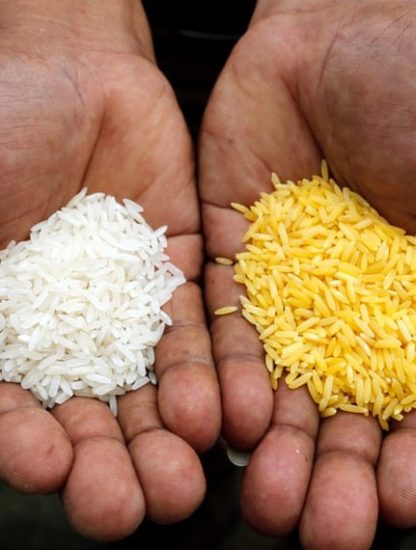 ogm riz ordinaire modifie genetiquement dore
