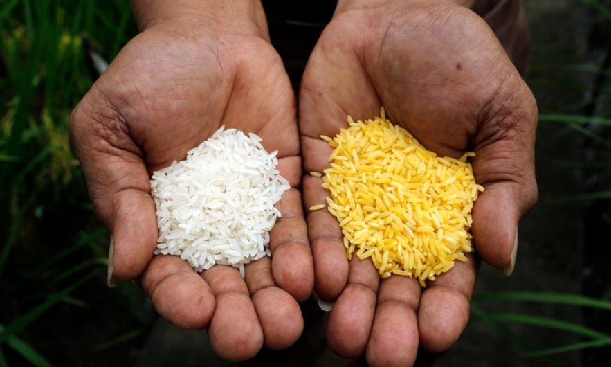 ogm riz ordinaire modifie genetiquement dore