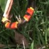 guepe serpent festin etrange piqure corail rosier