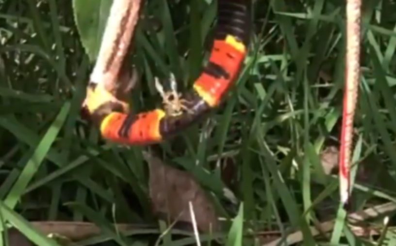 guepe serpent festin etrange piqure corail rosier