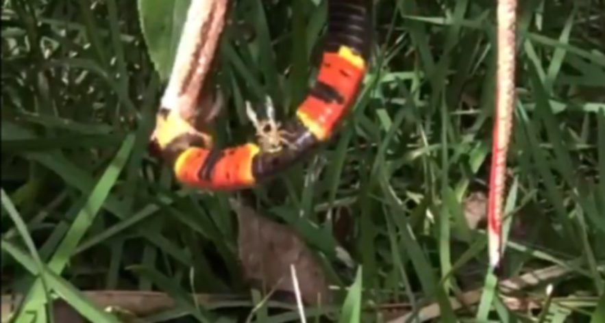 guepe serpent festin etrange piqure corail rosier