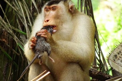 singe macaque rat vermine plantation huile palme palmier