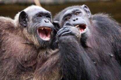 singe theorie esprit
