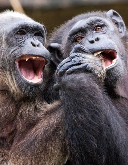 singe theorie esprit
