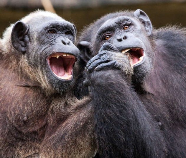 singe theorie esprit