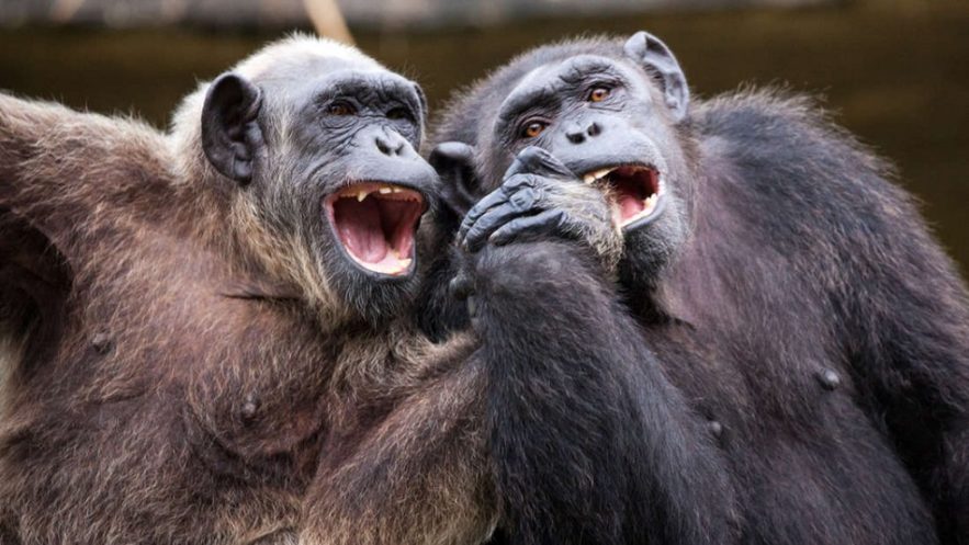 singe theorie esprit