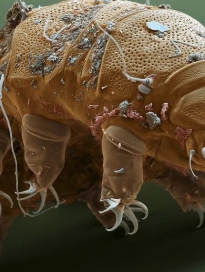 tardigrades protection