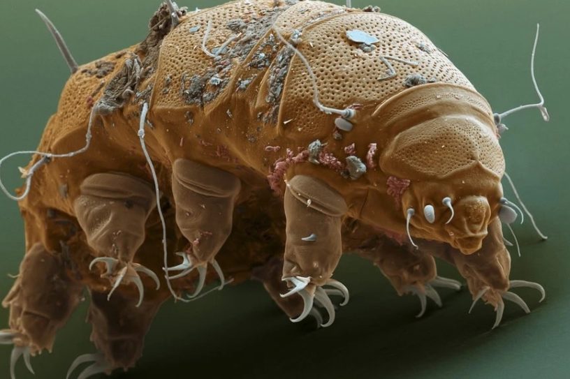 tardigrades protection
