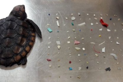 tortue plastique