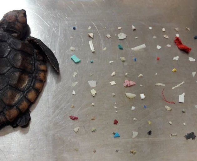 tortue plastique