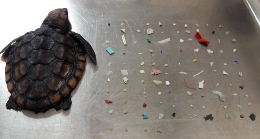 tortue plastique