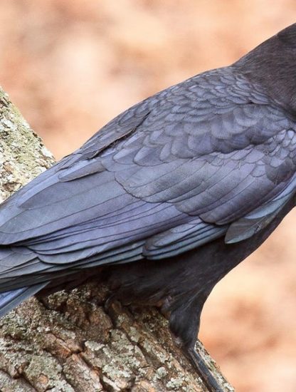 corbeaux guimauve