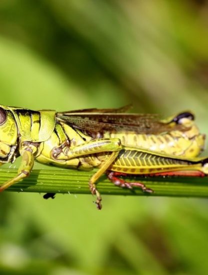 declin insectes