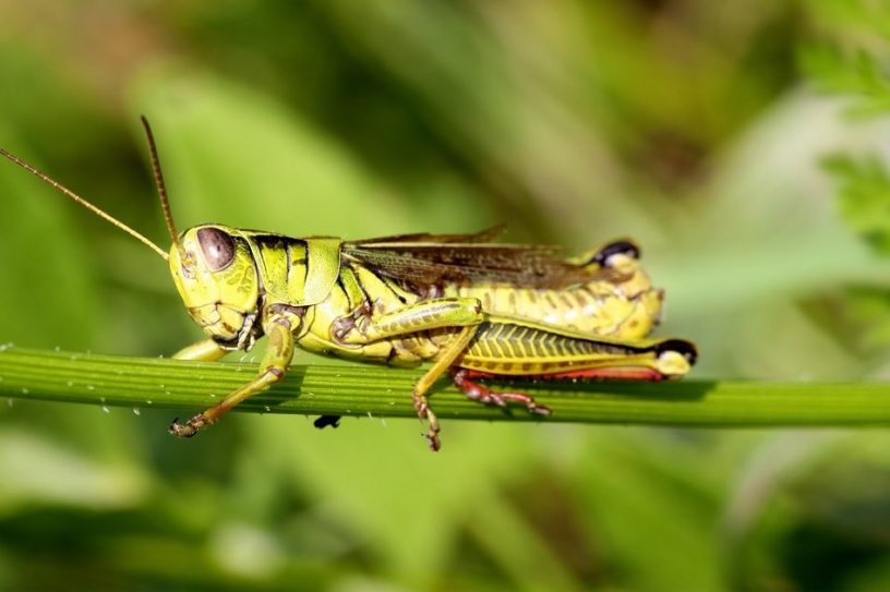 declin insectes
