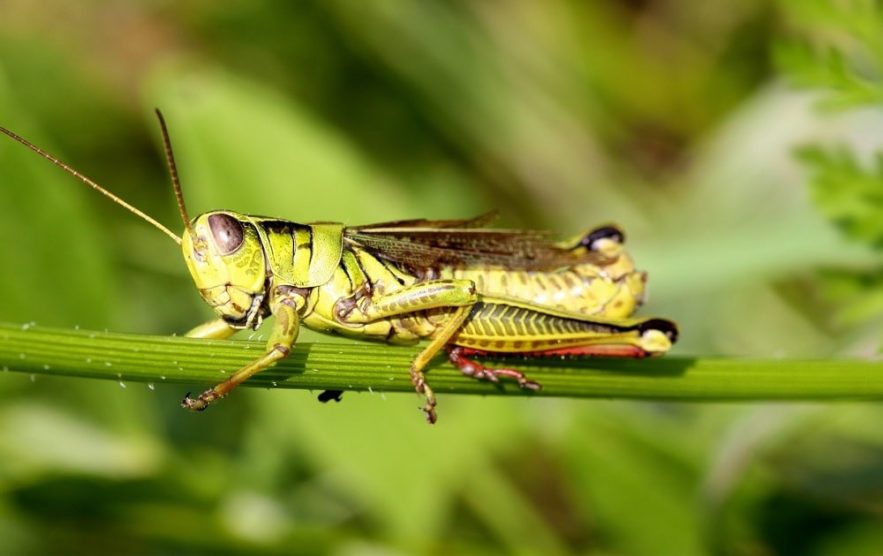 declin insectes