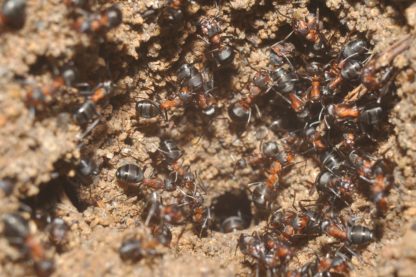 masse-fourmis-bunker