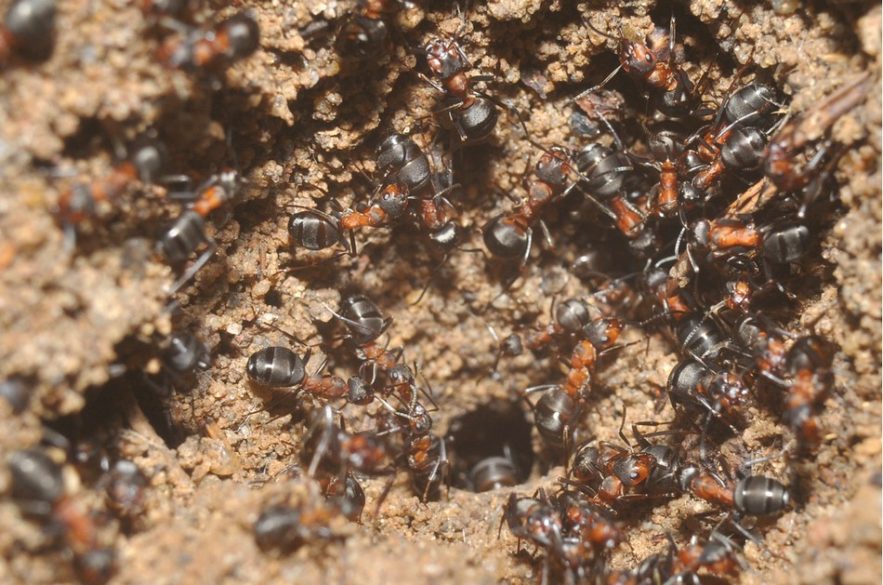 masse-fourmis-bunker
