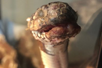 maladie fongique serpent