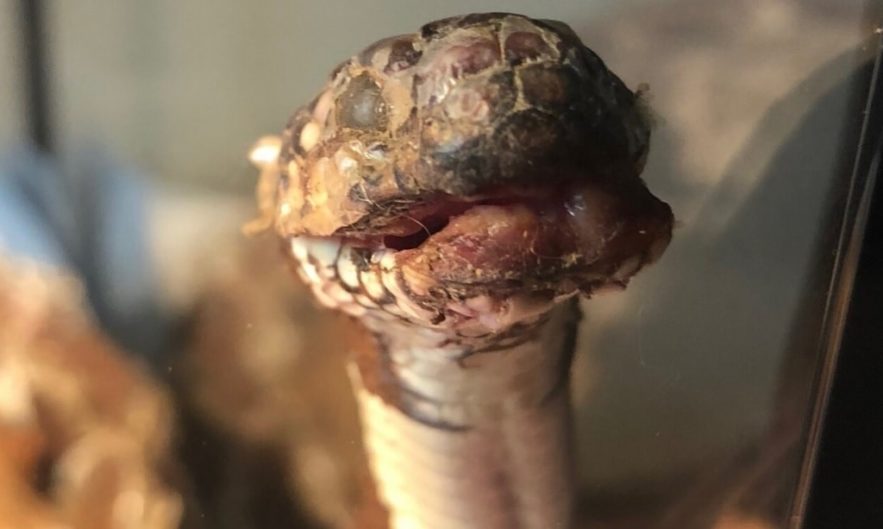 maladie fongique serpent