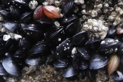 moules cancer