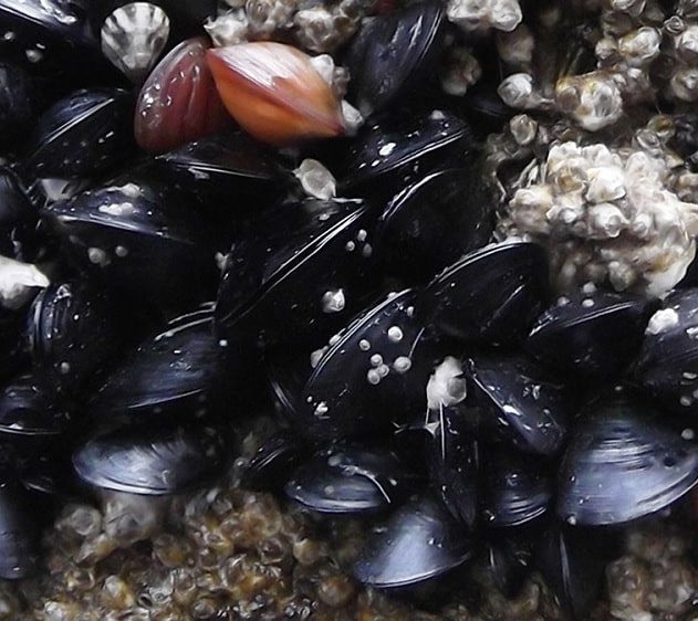 moules cancer