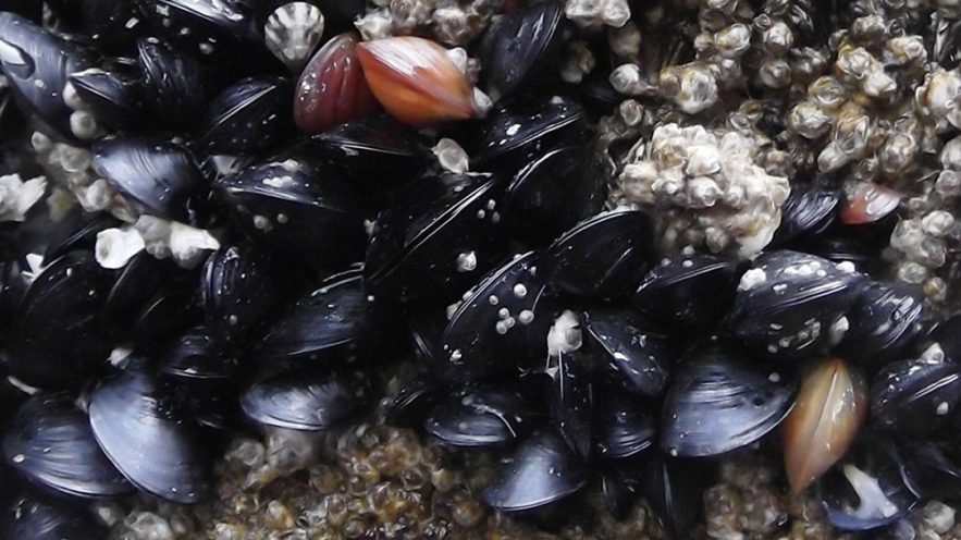 moules cancer