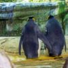 pinguins homosexuels vol oeuf