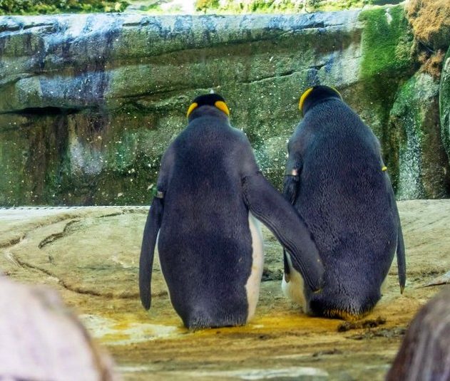 pinguins homosexuels vol oeuf