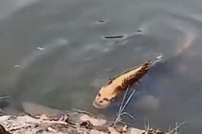 poisson tete humain visage