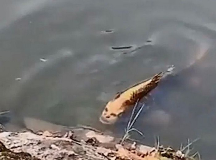 poisson tete humain visage
