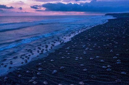 tortues mer rassemblement