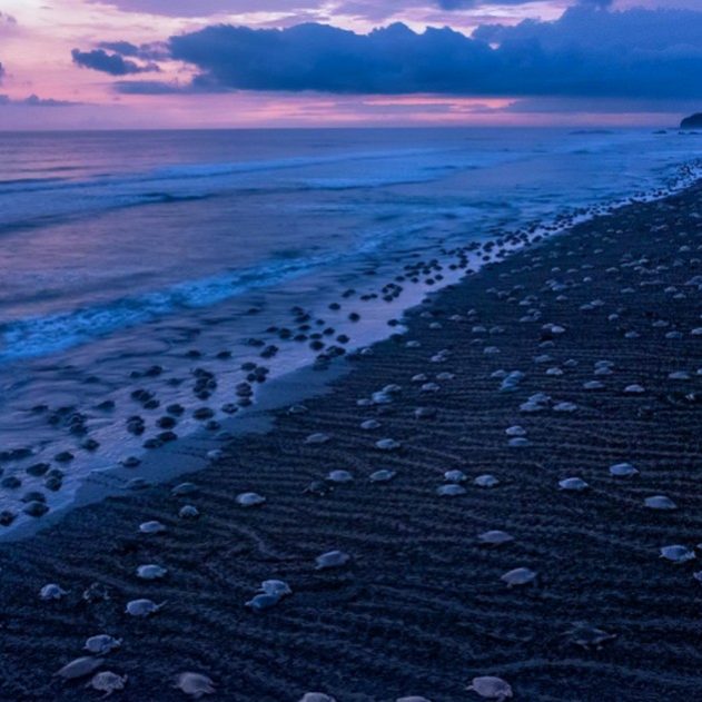 tortues mer rassemblement