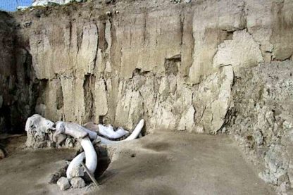 restes 14 mammouths decouverts mexique