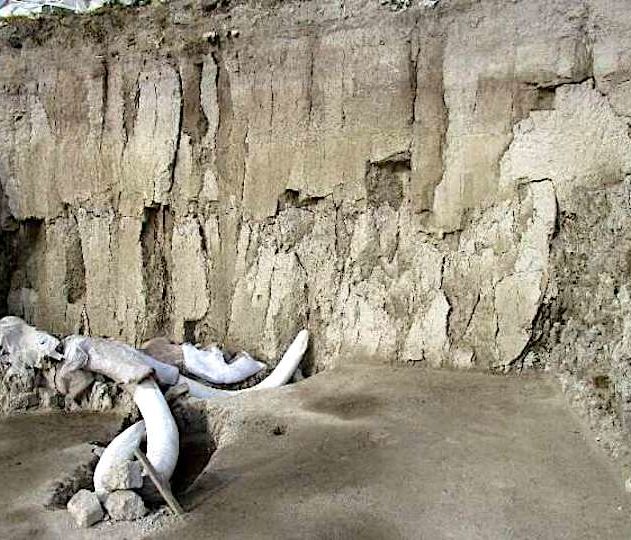 restes 14 mammouths decouverts mexique