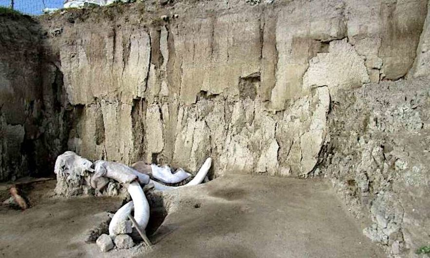 restes 14 mammouths decouverts mexique