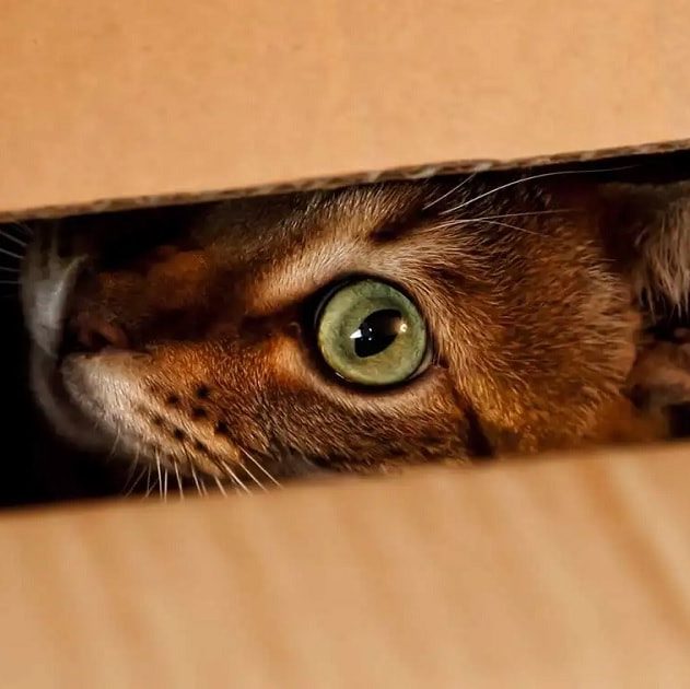 schrodinger chat experience