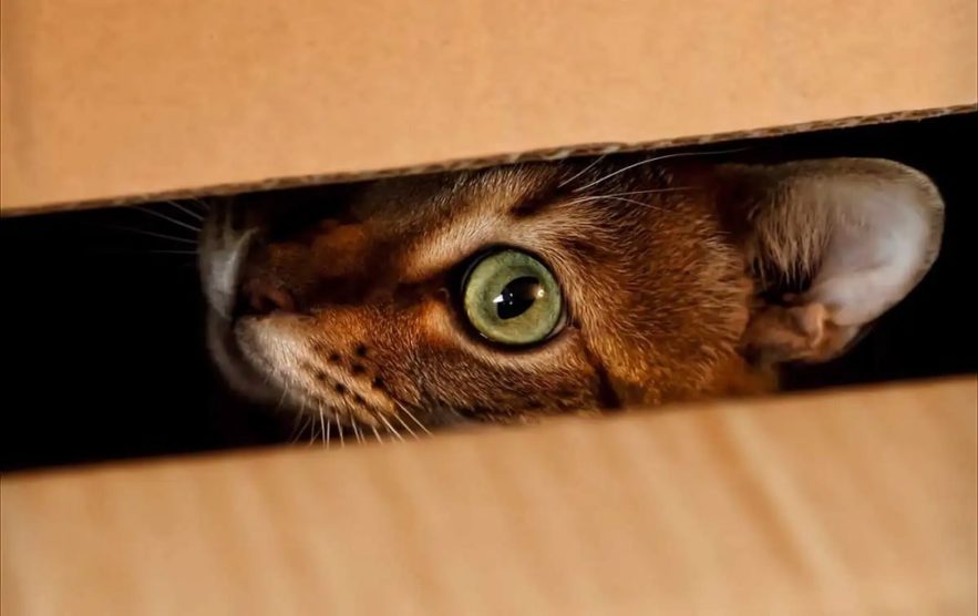 schrodinger chat experience