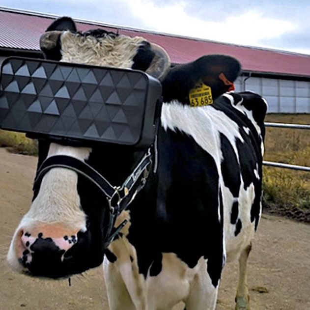 vaches casque vr production meilleur lait