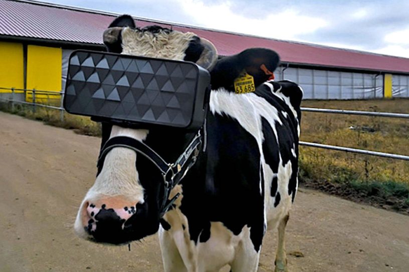 vaches casque vr production meilleur lait